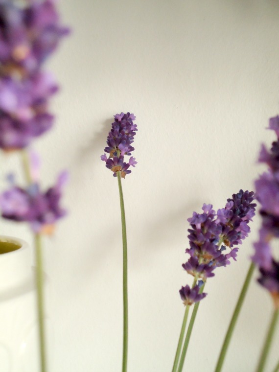 modflowers: lavender