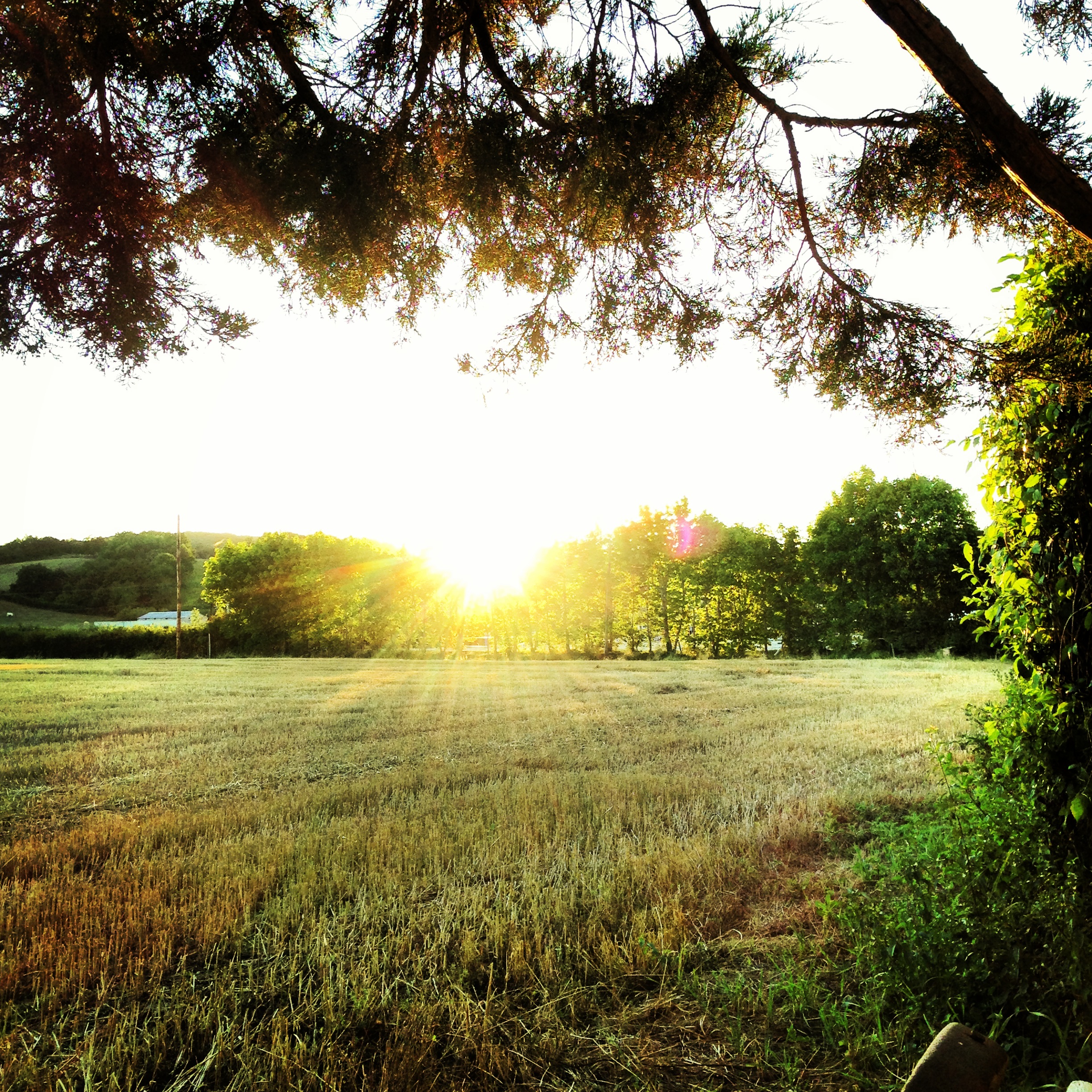 modflowers: view from the campsite