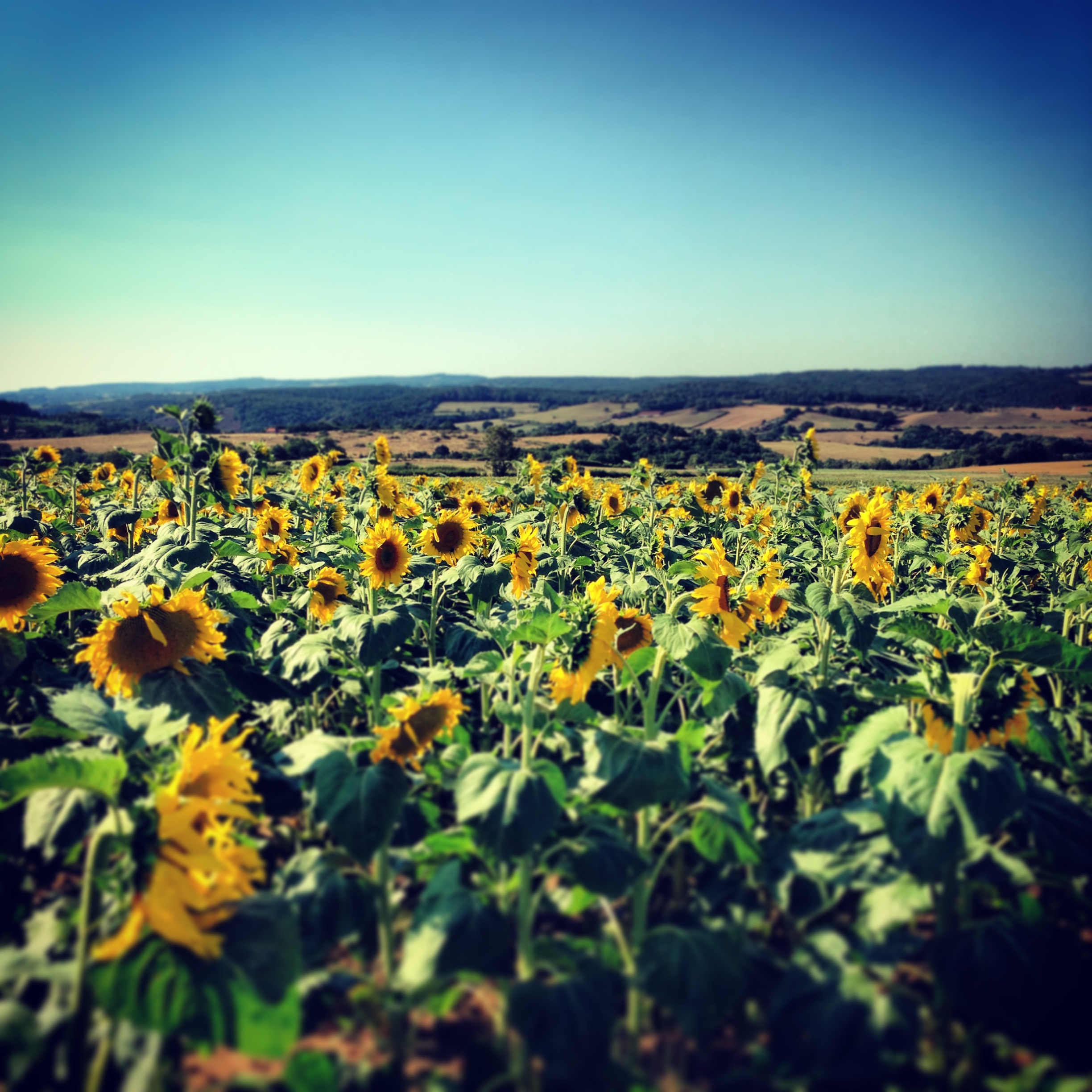 modflowers: sunflower field