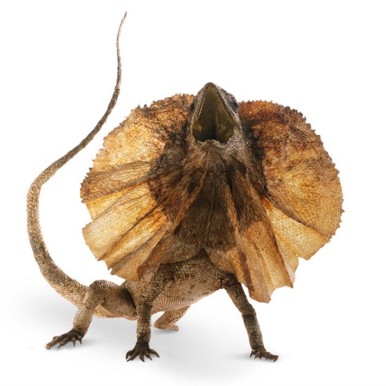 modflowers: frilled lizard for real!