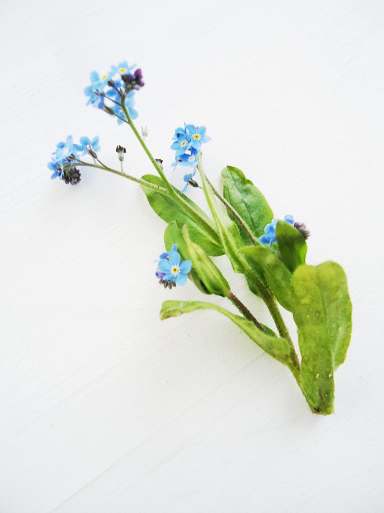 modflowers: forget-me-not