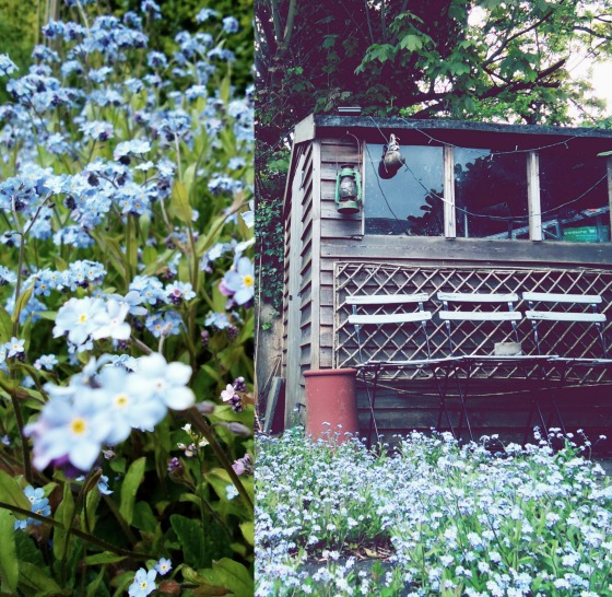 modflowers: forget me nots