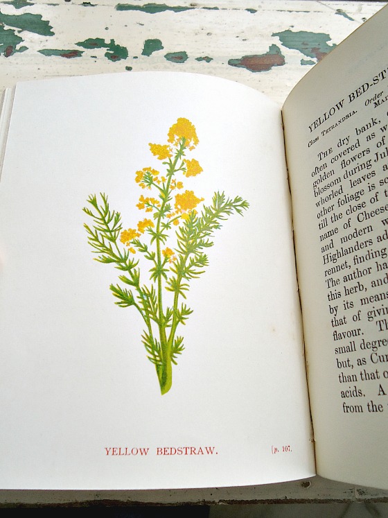 modflowers: vintage wildflowers book