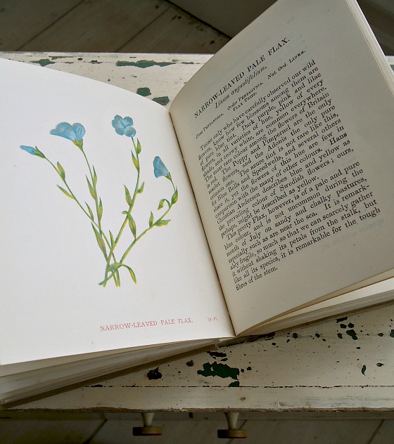 modflowers: vintage wildflowers book